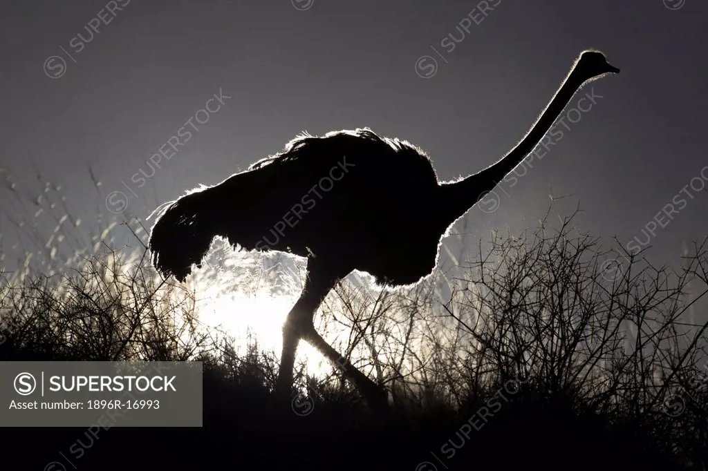 A silhouette of an Ostrich, Kgalagadi Transfrontier Park, Northern Cape Province, South Africa