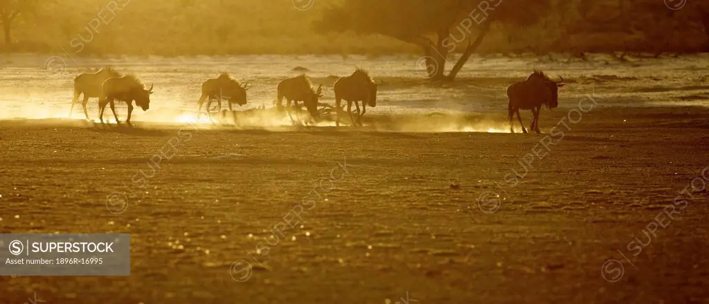 A low angle view of a herd of Blue Wildebeest at dawn, Kgalagadi Transfrontier Park, Northern Cape Province, South Africa