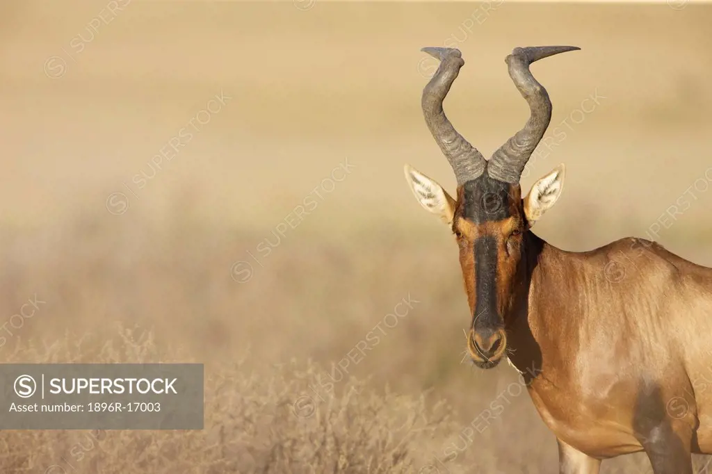 A Red Hartebeest looking at the camera, Kgalagadi Transfrontier Park, Northern Cape Province, South Africa