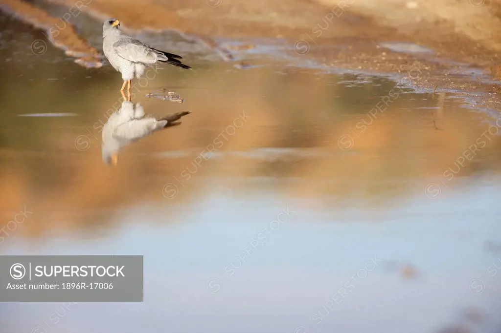 A low angle view of a Pale Chanting Goshawk wading through water, Kgalagadi Transfrontier Park, Northern Cape Province, South Africa