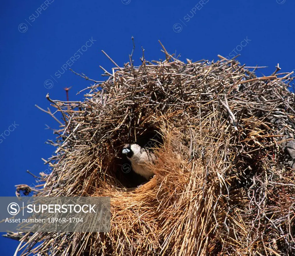 Sociable Weaver Philetairus socius Peering from its Nest  Kgalagadi Transfrontier Park, Northern Cape Province, South Africa