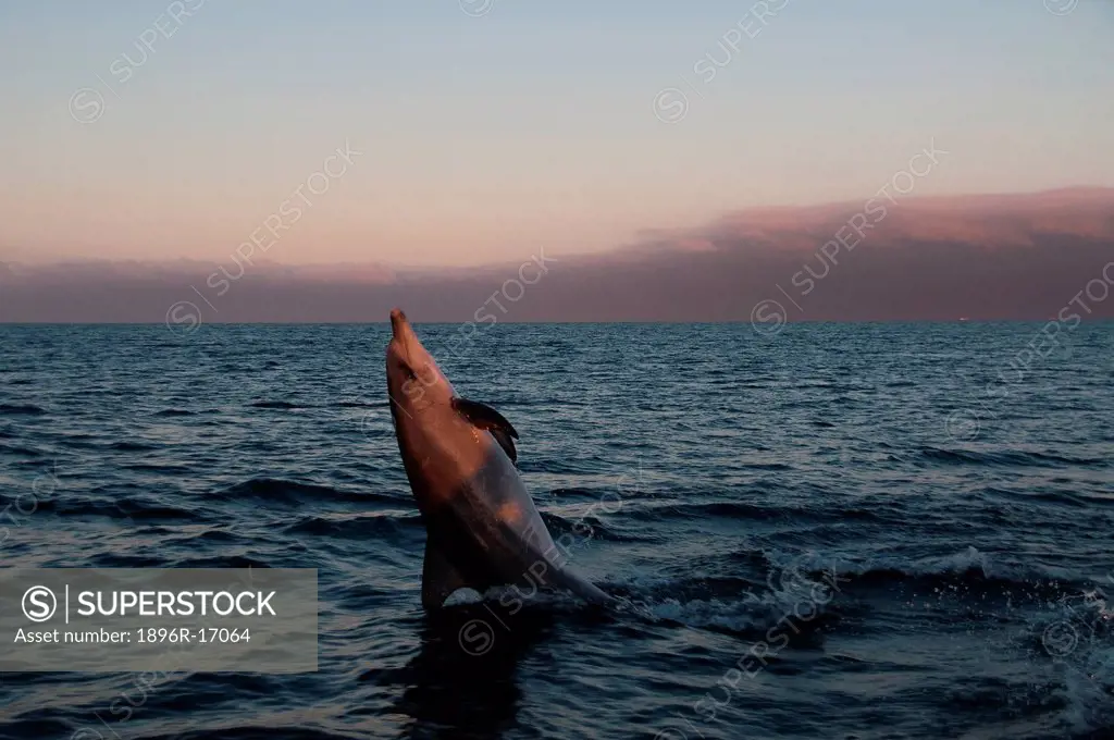 Common Bottlenose Dolphins Tursiops truncatus, Algoa Bay, Port Elizabeth beachfront, Eastern Cape Province, South Africa