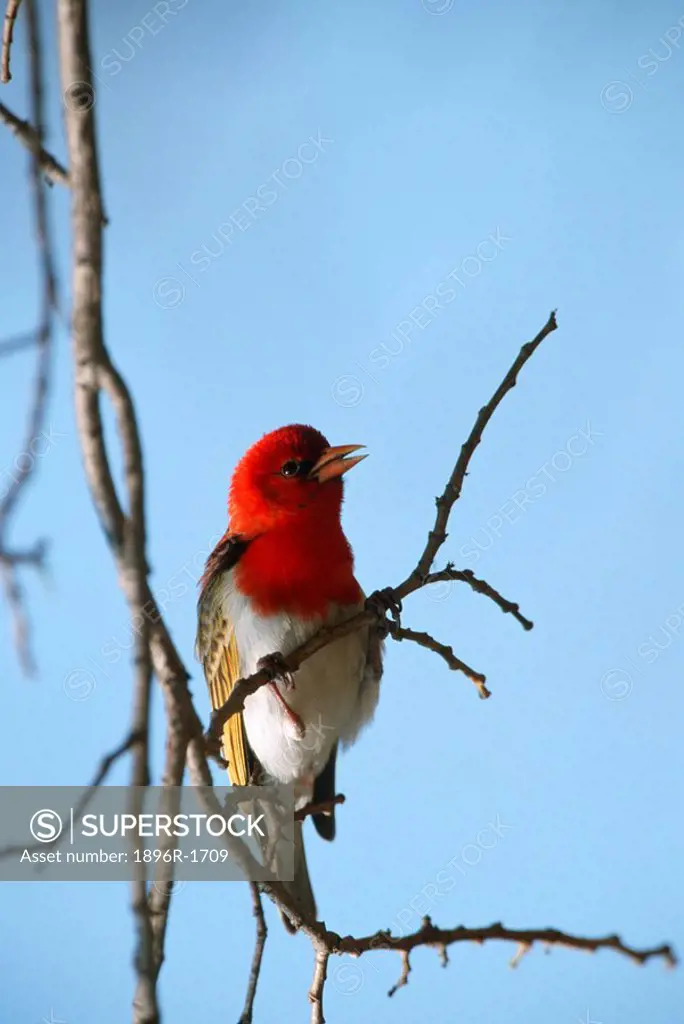 Red-headed Weaver Anaplectes rubriceps Perched on a Branch  Timbavati Private Game Reserve, Limpopo Province, South Africa