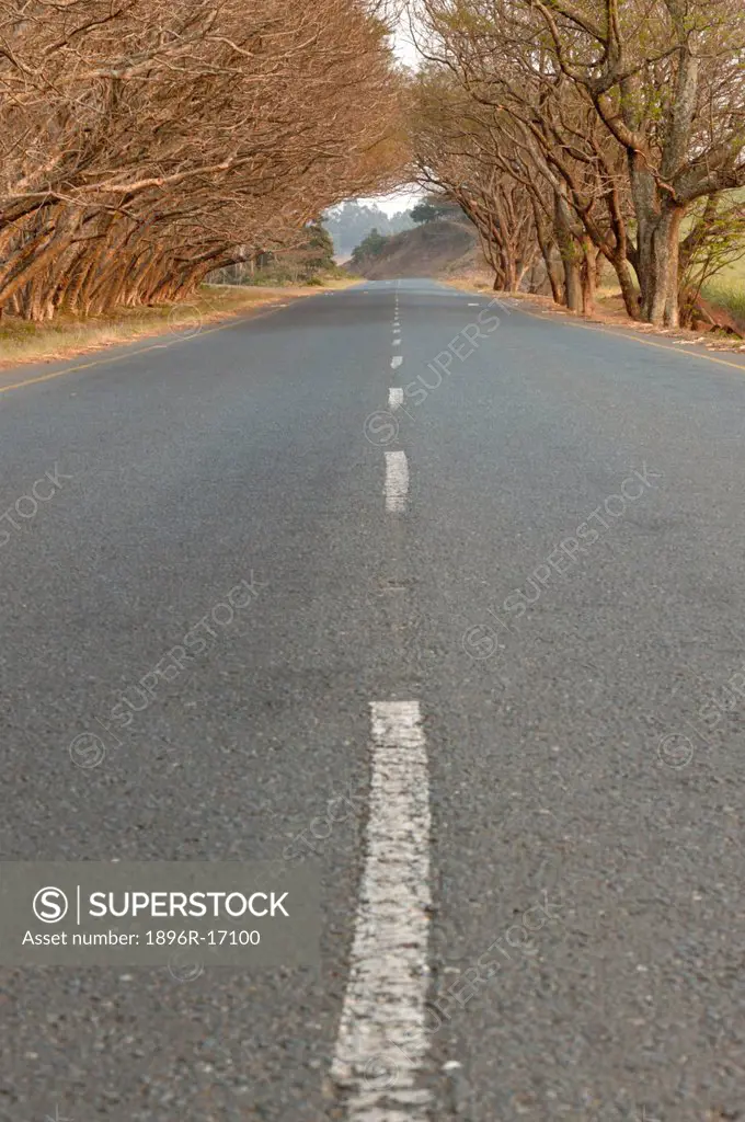 Asphalt Road leading into the distance through avenue of bare trees, Stanger, Kwazulu_Natal, South Africa
