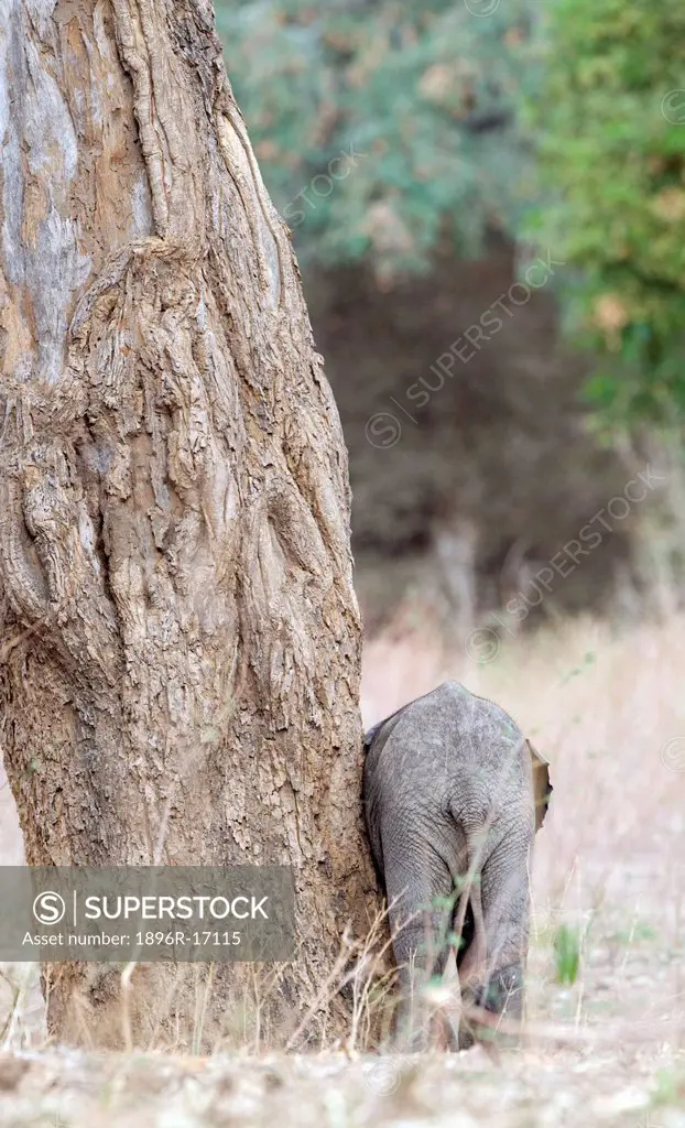 Rear view of elephant Loxodonta africana scratching itself against tree, Mana Pools National Park, Mashonaland North Province, Zimbabwe