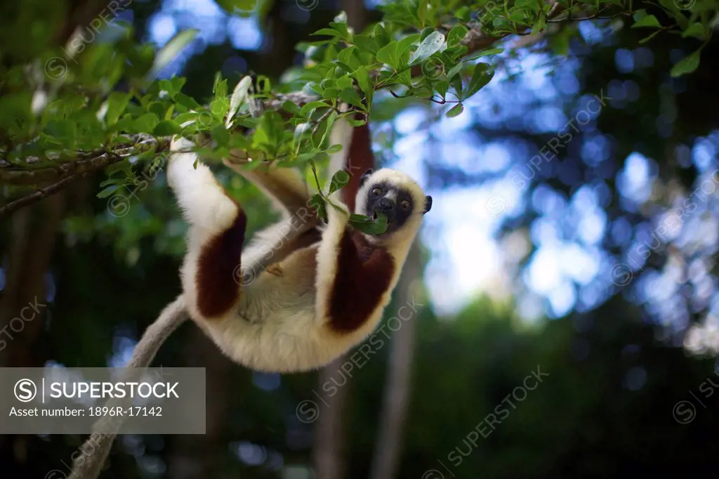 A Coquerel´s Sifaka eating leaves, Palmarium, Madagascar