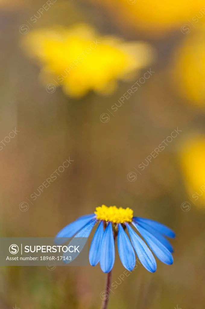 Blue Felicica and Namaqualand Daisy, Papkuilsfontein, Northern Cape, South Africa