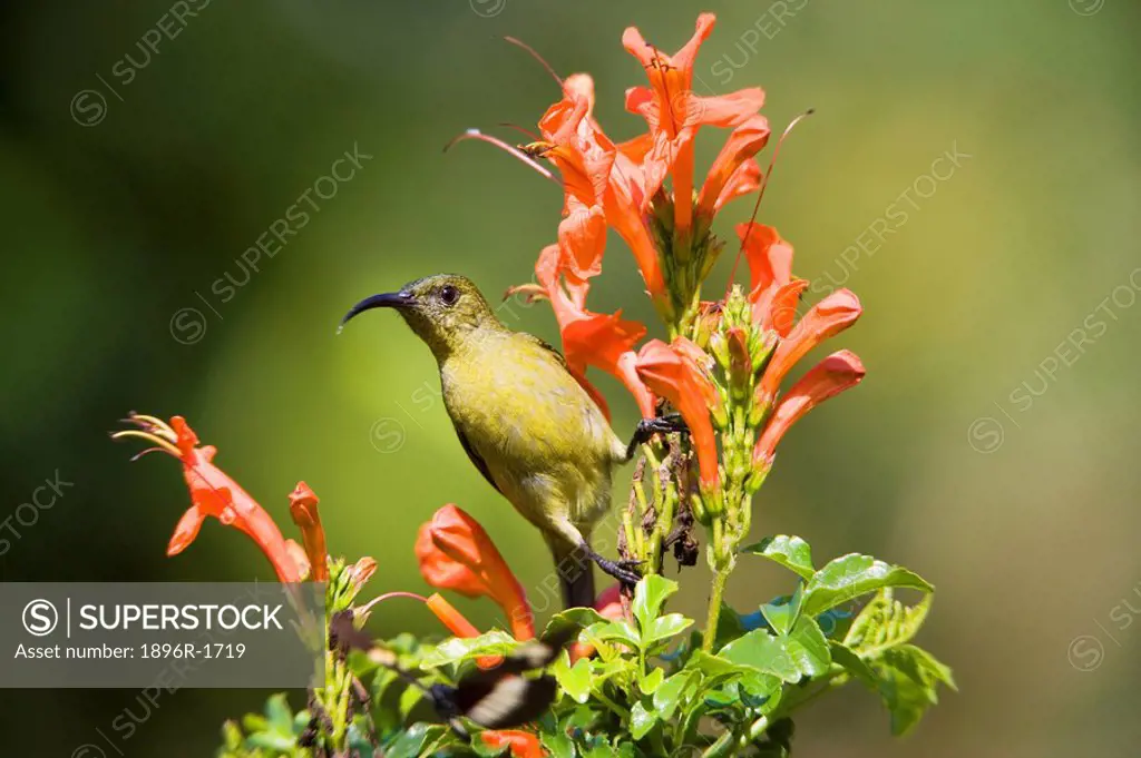Olive Sunbird Nectarinia olivacea Perched in a Plant  Mkuze Game Reserve, Kwa-Zulu Natal Province, South Africa