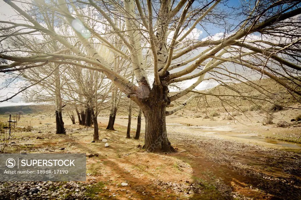 Poplar Trees on a winter´s day create beautiful atmosphere growing along a little stream on a merino sheep farm, Sutherland, Northern Cape Province, S...