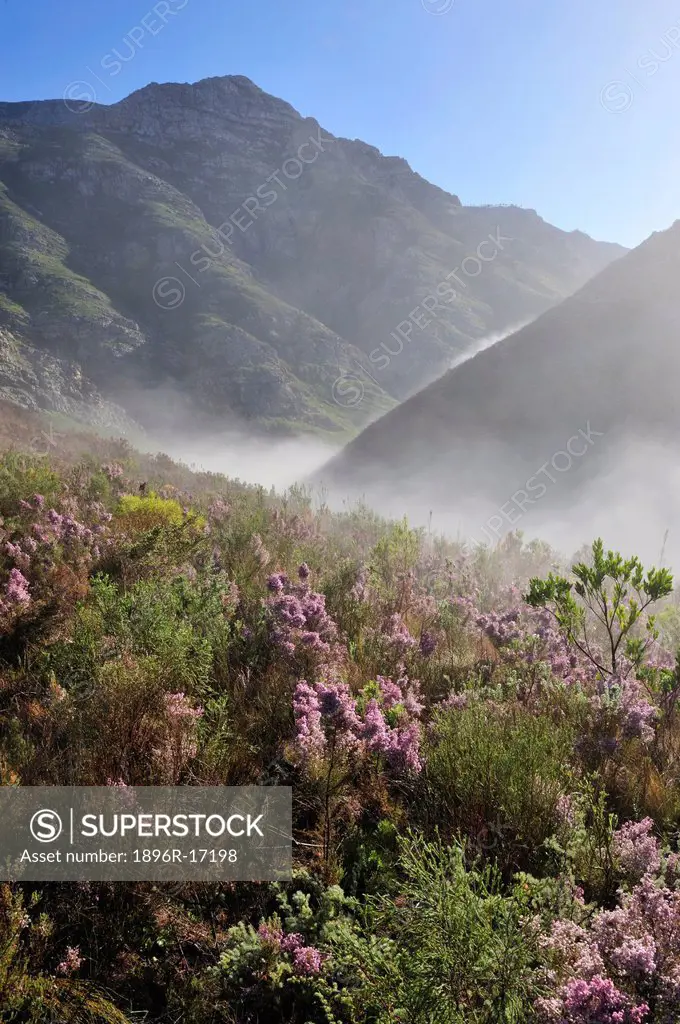 Riviersondend Mountains and Ericas in the Springtime, Cape Floral Kingdom, Overberg, Western Cape, South Africa