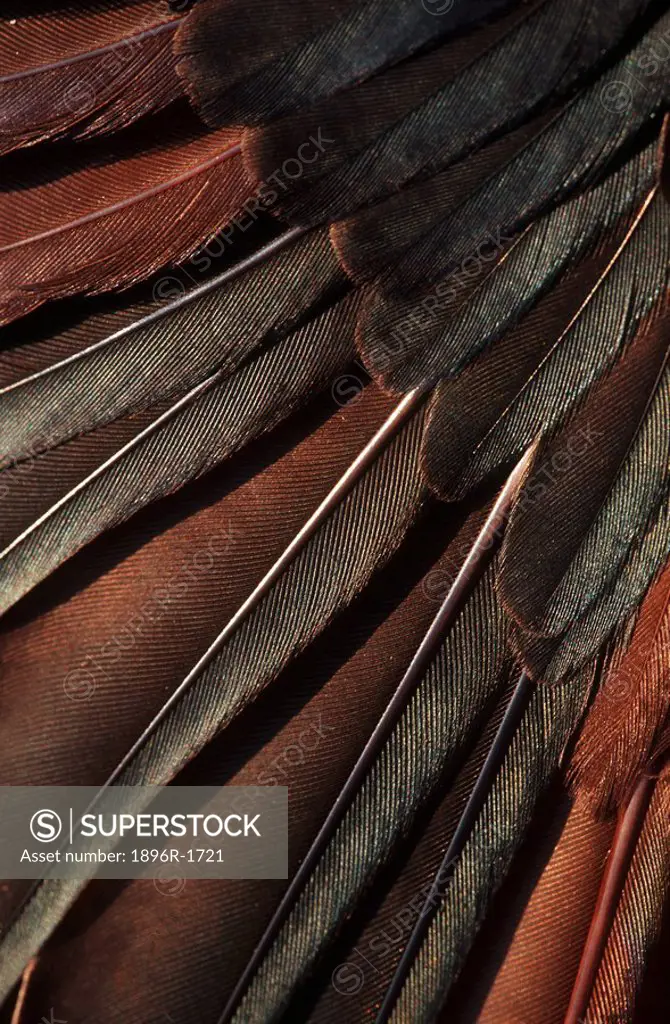 Extreme Close-up of a Swallow Hirundo rustica Feather  Pongola, KwaZulu Natal Province, South Africa