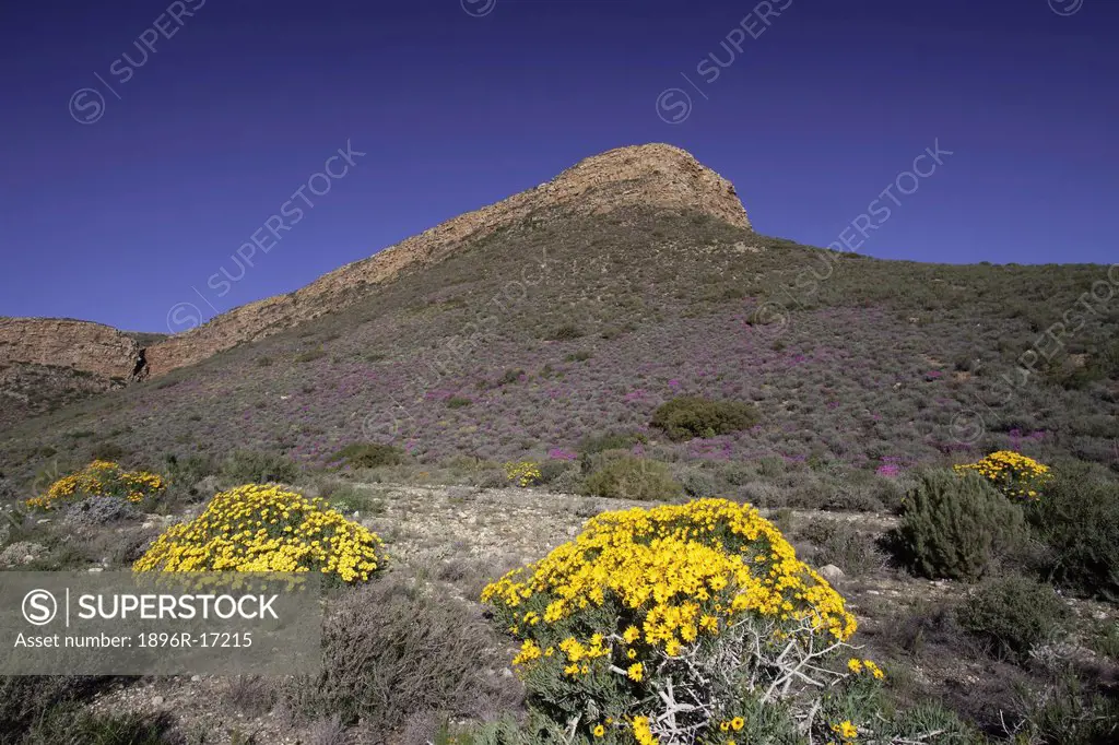 Spring flowers, Hex River Pass, Western Cape Province, South Africa