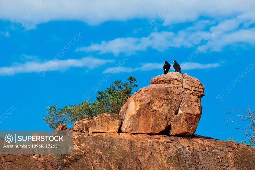 Black eagles, Limpopo Province, South Africa