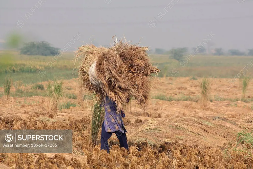 Woman in field with hay, Haryana state, India