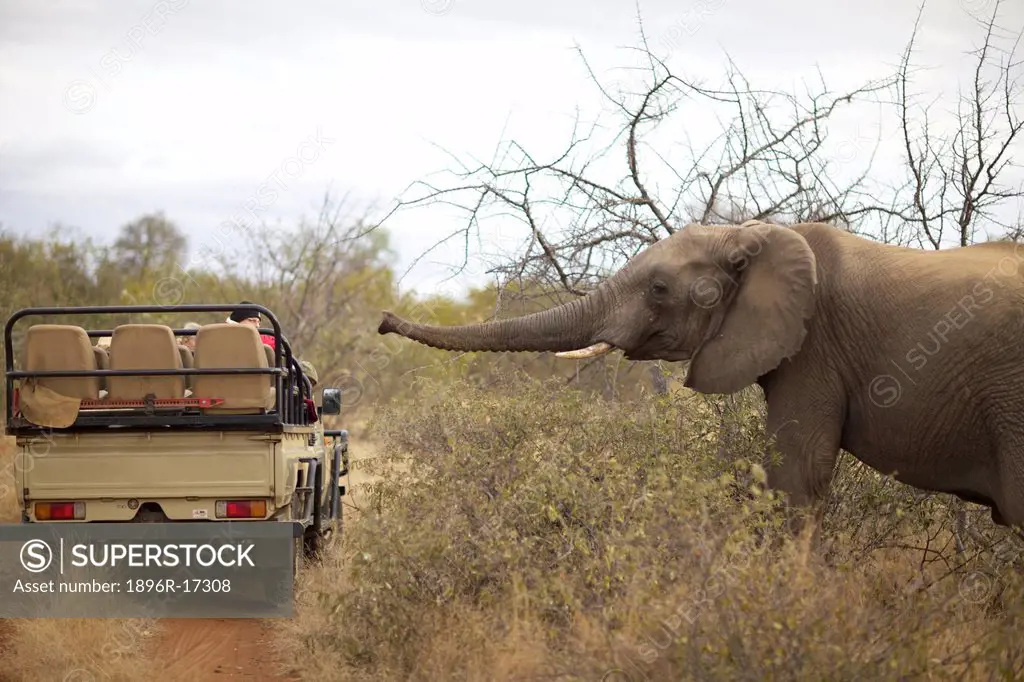 An Elephant walking towards a safari vehicle, Pondoro Game Lodge, Balule Private Nature Reserve, Limpopo. South Africa