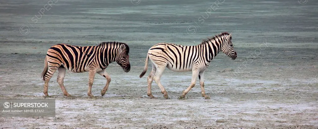 Two Plains Zebra walking pasted the camera, Etosha National Park, Etosha, Namibia