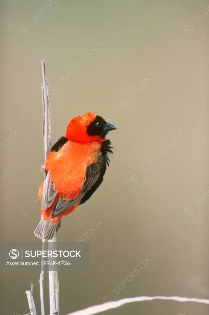 Southern Red Bishop Euplectes orix Sitting on a Stalk  Eastern Districts, Zimbabwe, Southern Africa