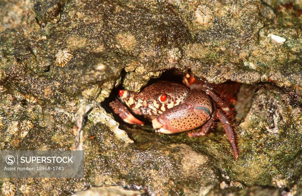 Rock Crab Cancer irroratus Hiding in a Rock Crevice  Mission Rocks, Greater St Lucia Wetlands Park, KwaZulu Natal Province, South Africa