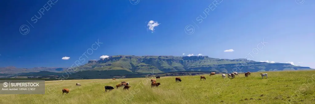 Healthy cattle grazing in lush mountain meadows, Southern Drakensberg region, South Africa