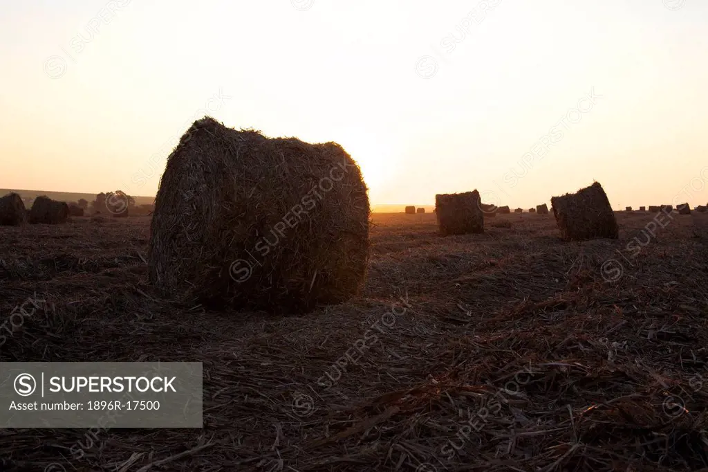 Sunset on bales of leaves left over from the sugar cane harvest, Big Bend, Swaziland, Southern Africa