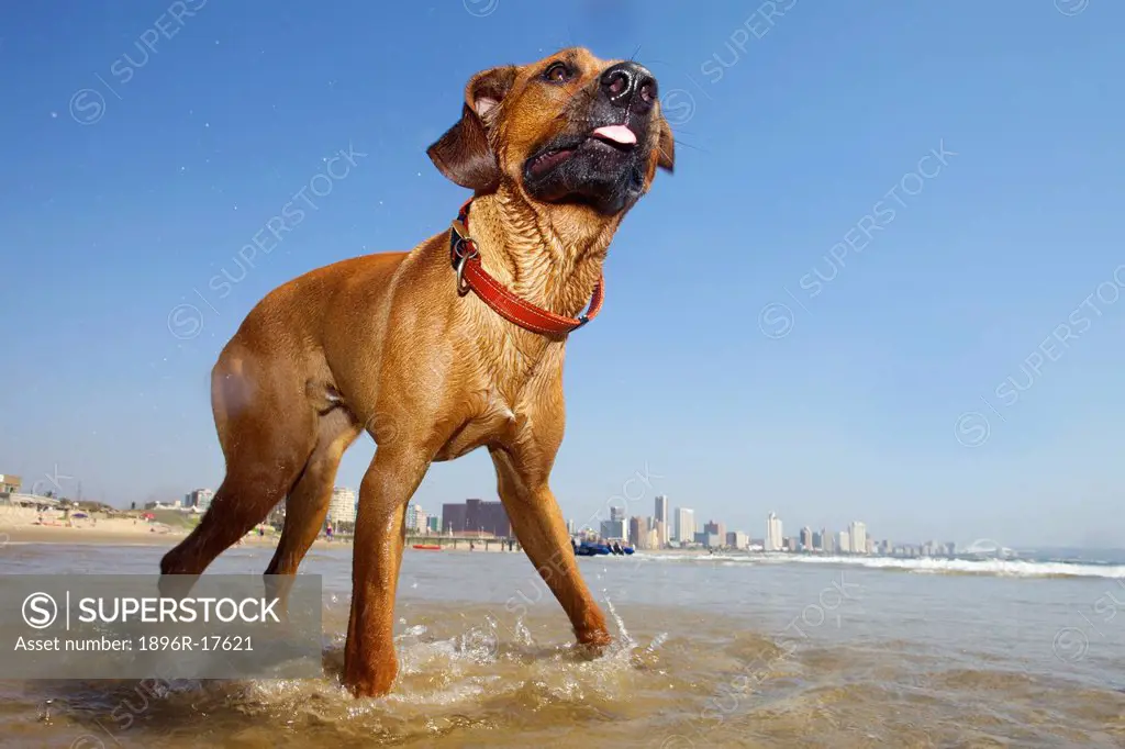 Dog wading in sea, Durban, Kwa_Zulu Natal, South Africa