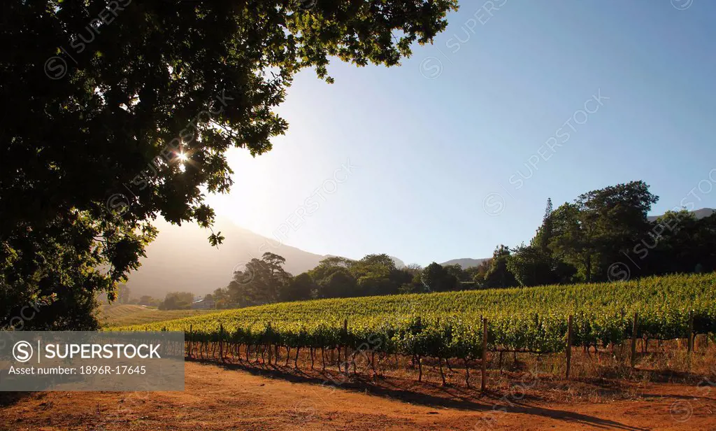 Sun sets behind the vineyard trees, Cape Town, Western Cape Province, South Africa