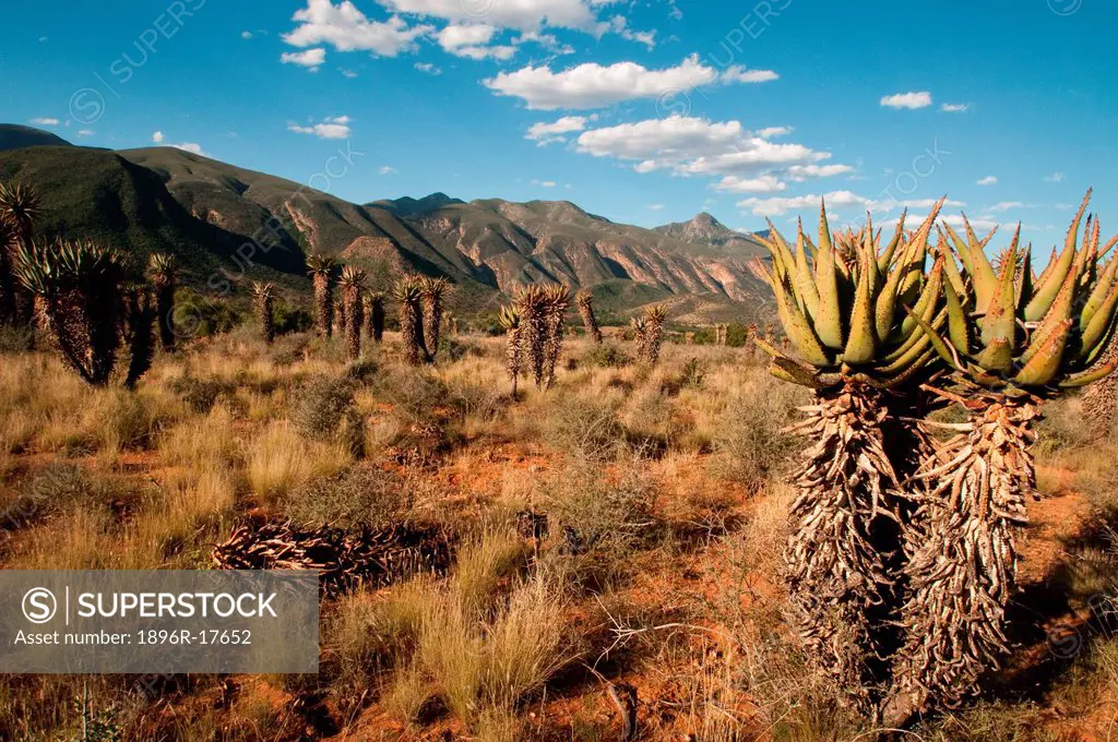 Desert landscape, Baviaans Kloof, Eastern Cape, South Africa