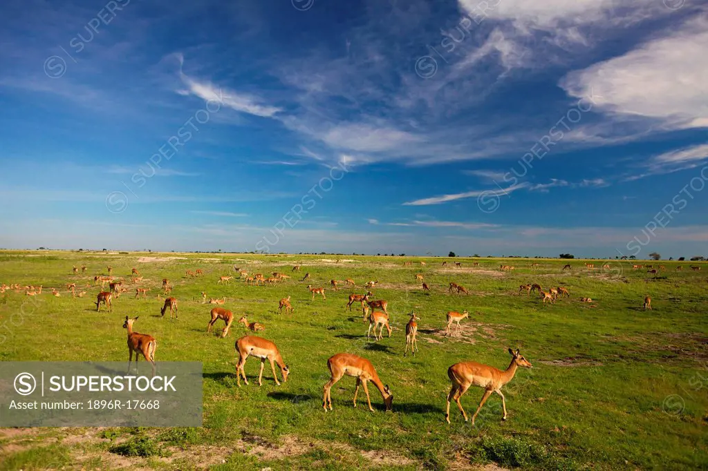 A large herd of Impala grazing, Chobe National Park, Chobe, Botswana
