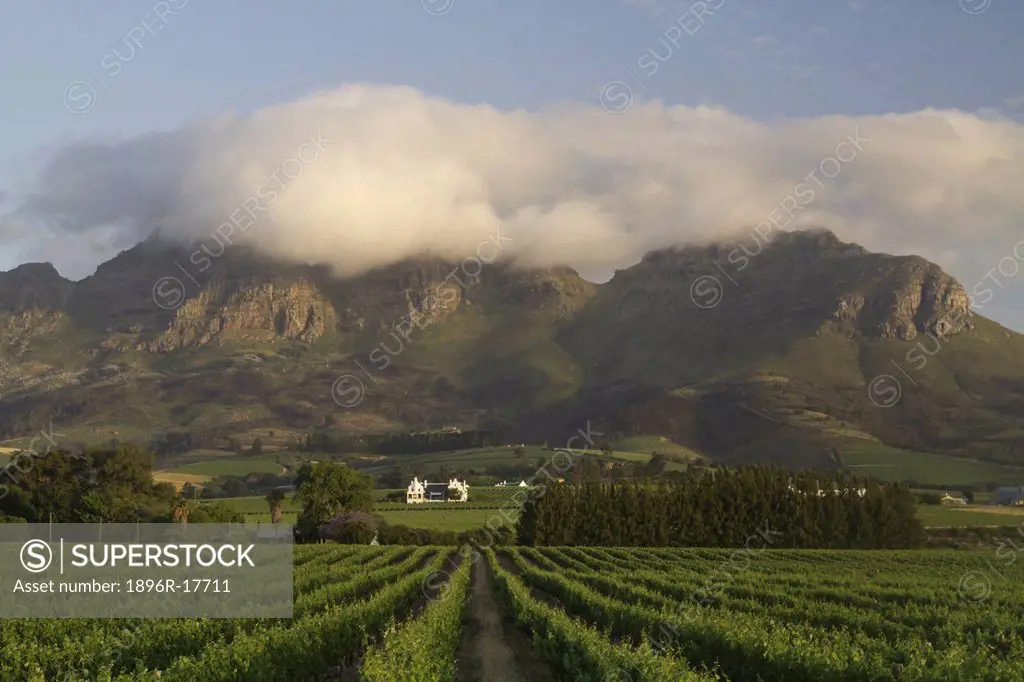 Vineyards with homestead near Stellenbosch, Western Cape, South Africa