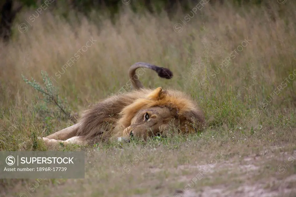 A low angle view of a Lion lying on his side and looking at the camera, Okavango Delta, Botswana