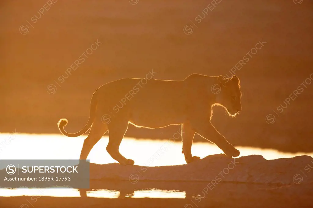 A Lioness at a watering hole, Etosha National Park, Etosha, Namibia