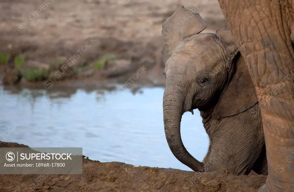 Baby elephant, Madikwe, South Africa