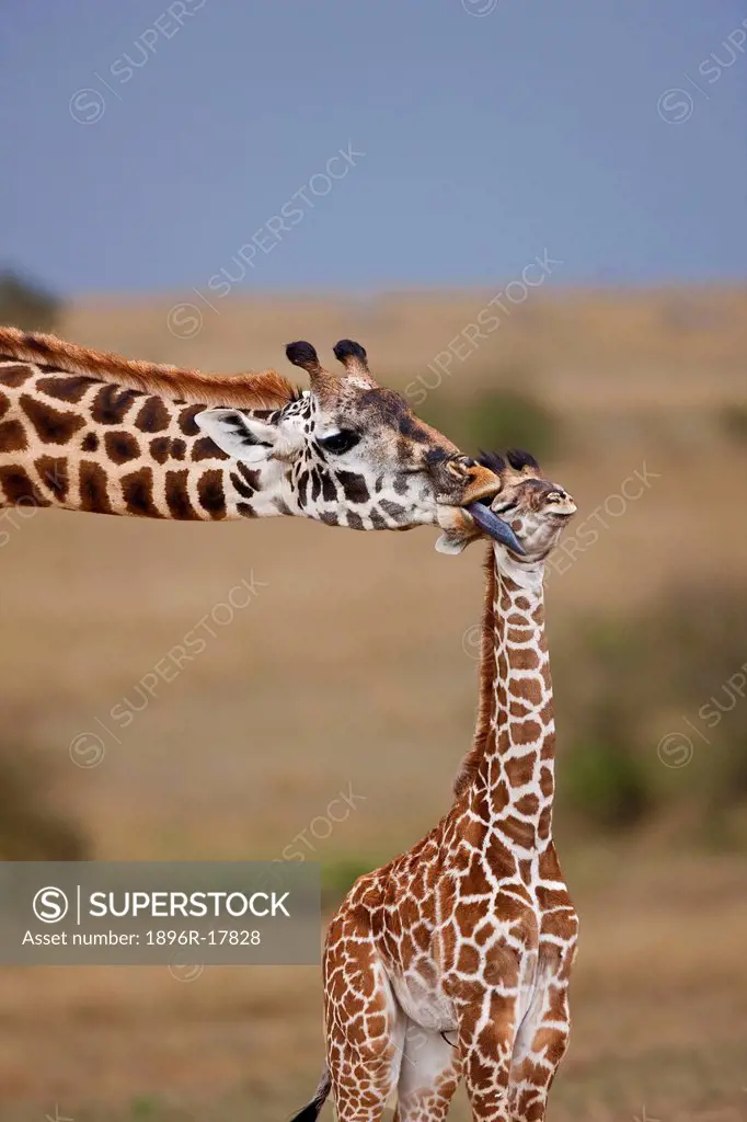 Maasai Giraffe Giraffa camelopardalis tippelskirchi, Maasai Mara National Reserve, Kenya