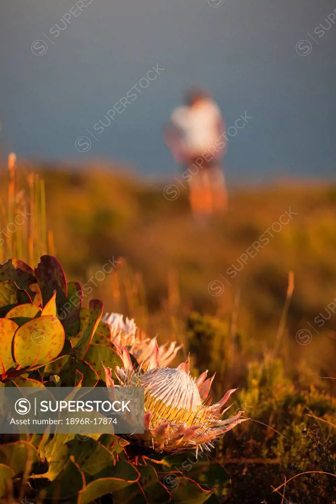 King Protea, Cape Point Nature Reserve, Cape Town, South Africa
