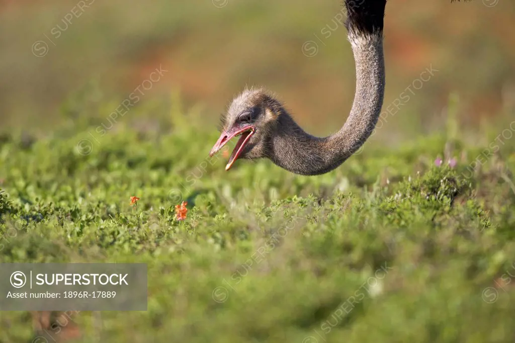 Close_up of an Ostrich reaching for something on the ground, Addo Elephant National Park, Eastern Cape Province, South Africa
