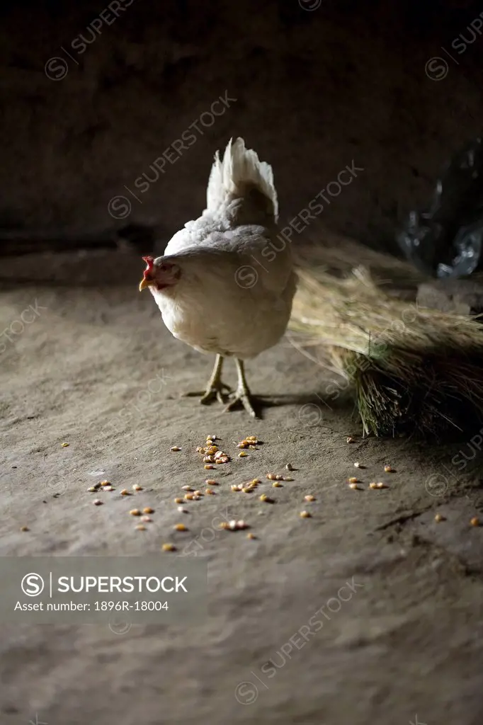 Front view of a white mother hen, Gallus Domesticus, standing over some maize kernels on the floor inside a mud hut, Coffee Bay, Eastern Cape Province...