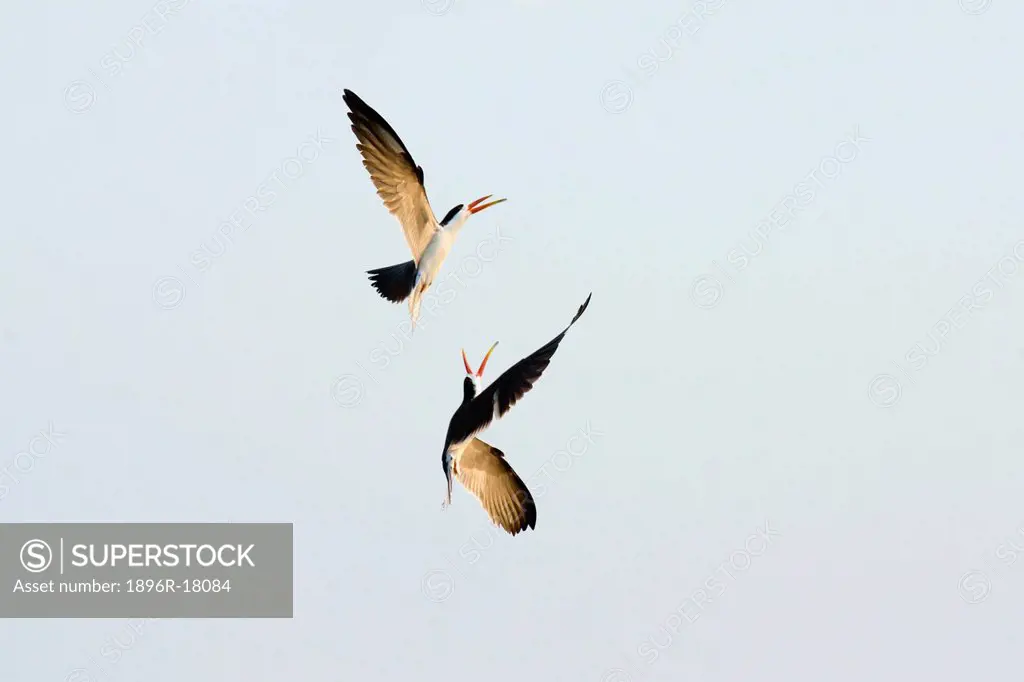 African Skimmers, Chobe River, Kasane, Botswana