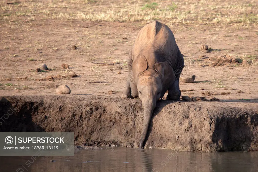 Elephant calf kneeling, drinking from waterhole, Madikwe Game Reserve, South Africa