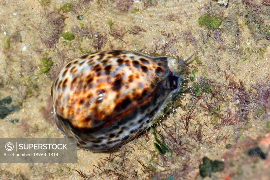 Close-up of a Spotted Shell on Beach  Sodwana Bay, Kwa-Zulu Natal Province, South Africa