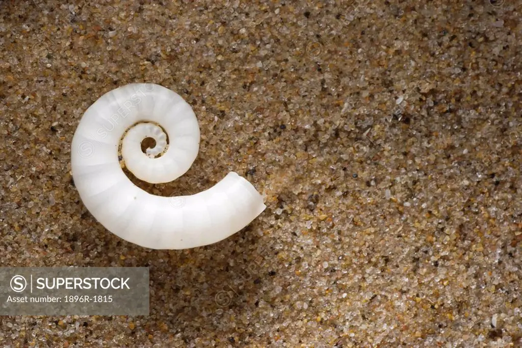 Close-up of a White Spiral Shell on the Beach  Sodwana Bay, Kwa-Zulu Natal Province, South Africa