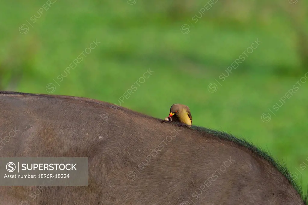 Yellow_billed Oxpecker feeding on worms on animal´s back, Kruger National Park, South Africa