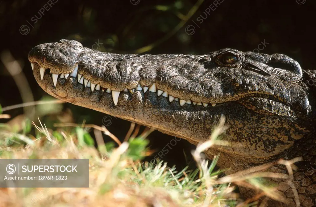 Nile Crocodile Crocodylus niloticus Basking in the Sun on River Bank  St  Lucia Wetland Park, Kwa-Zulu Natal Province, South Africa