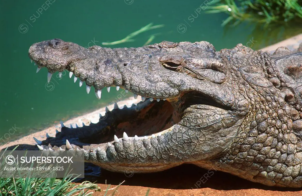 Nile Crocodile Crocodylus niloticus Basking with Open Mouth  Kruger National Park, Mpumalanga Province, South Africa