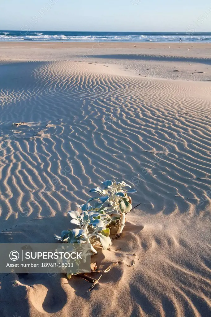 Close up of a plant growing in the sand, Maitlands Beach, Port Elizabeth, Eastern Cape, South Africa