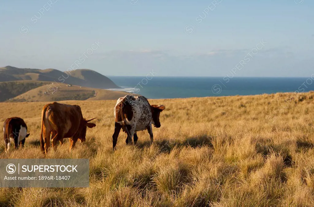 Image of a three brown cows in long grass in the rural hills of the Wild Coast near Port St John´s, Eastern Cape, South Africa