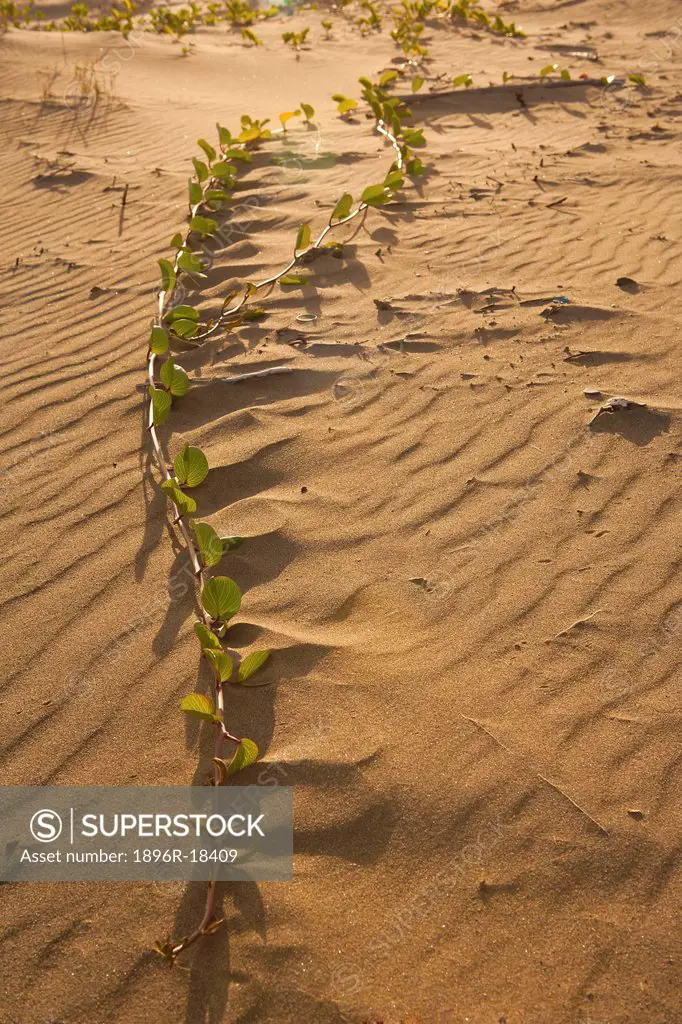 Low angle image of a creeping runner of Beach Morning Glory or Goat´s Foot Ipomoea brasiliensis and shadows taken on the beach at Port St John´s, Wild...