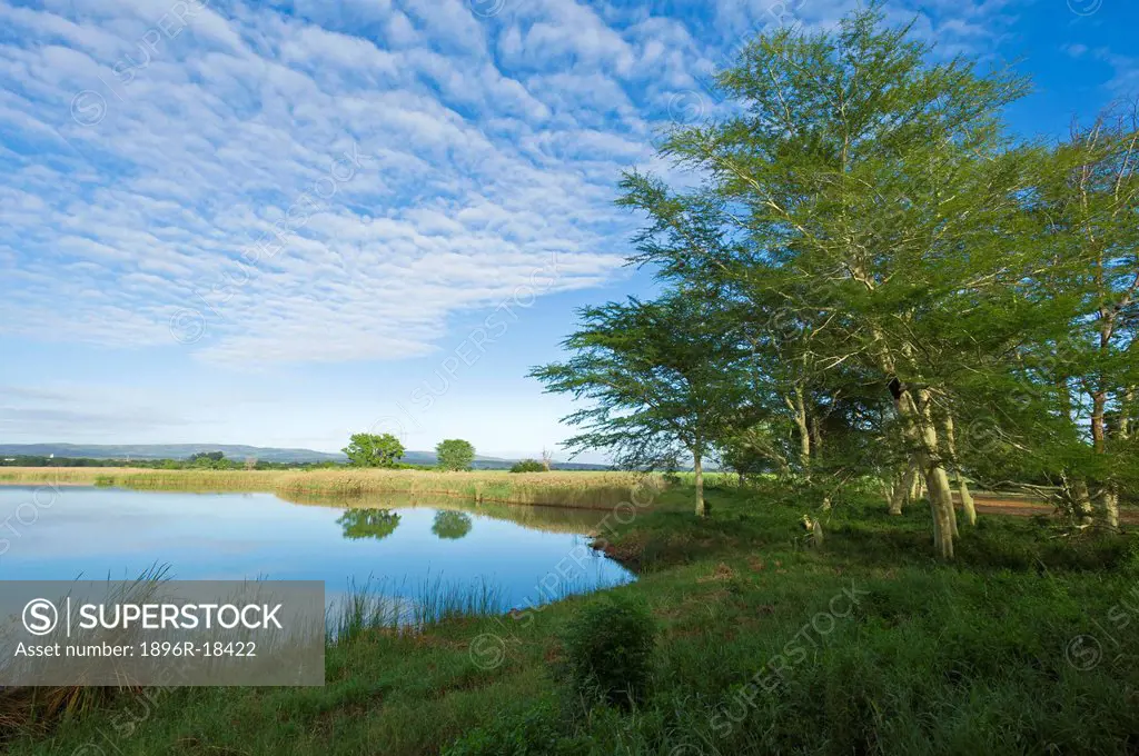 Fever tress grow on the tranquil banks of a vlei in Zululand as light puffy clouds form in the sky, Ghost Mountain, KwaZuluNatal, South Africa