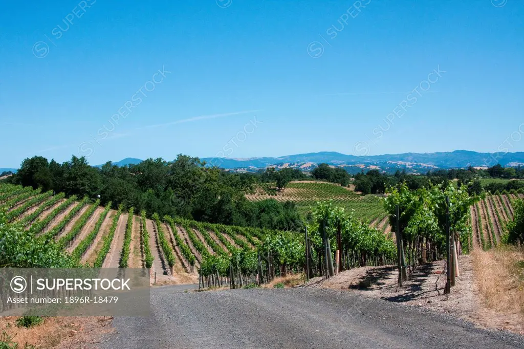 Trellised grape vines, green with Spring growth, cover the hills of the Sonoma County wine region, California, USA.