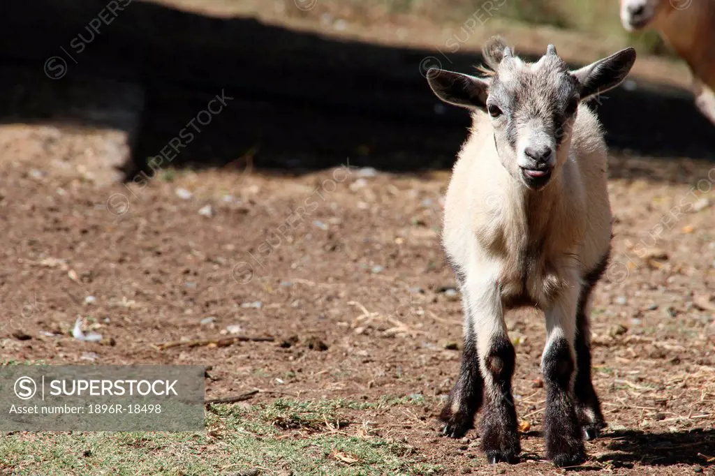 Pygmy/Cameroon Goat Capra Aegagrus Hircus, Centurion, South Africa