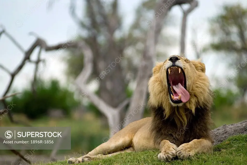 Lion Panthera leo yawning with tongue lolling to one side, Moremi Wildlife Reserve, Botswana